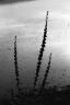 flowerstems