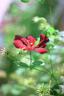 momsdayflower