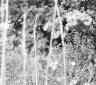 wildflowersinthefall
