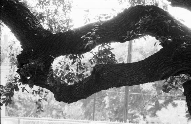 1508Bouldin-thetreehasgrowntogether