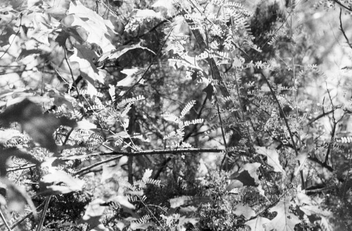 blunn-foliage
