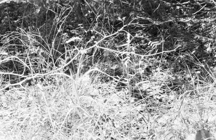 blunn-grass