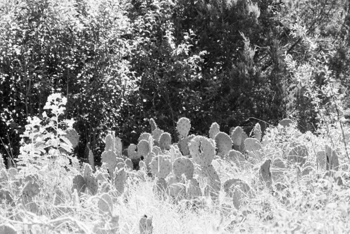 blunn-pricklypear2
