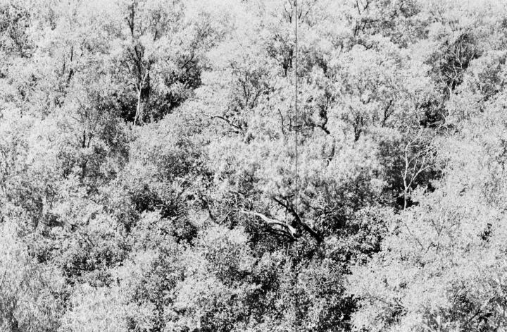 blunn-trees