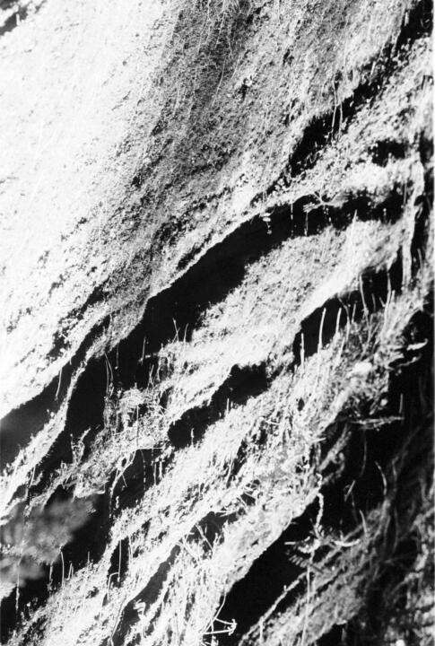 fern-gulch