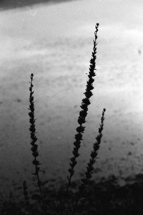 flowerstems