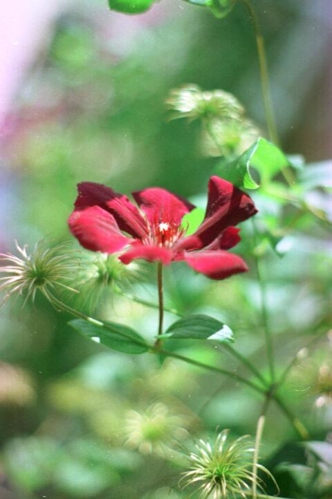 momsdayflower